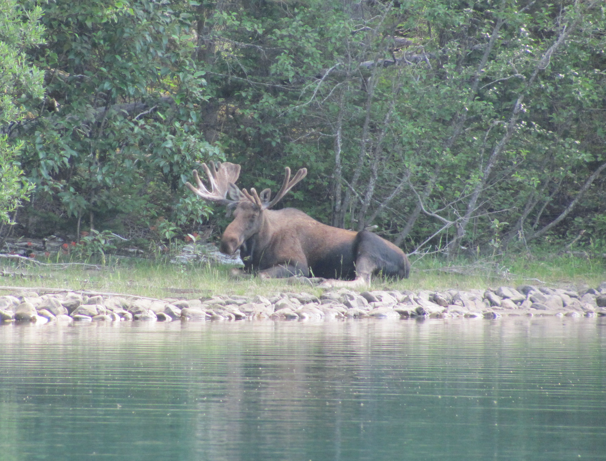Moose